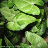 Сингониум—Syngonium