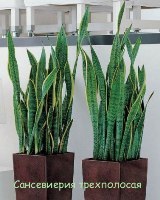 Сансевиерия—Sansevieria
