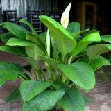 Спатифиллум—Spathiphyllum