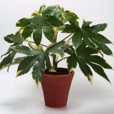 Фатсия японская –Fatsia japonica