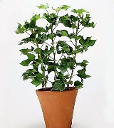 Фатсхедера Лизе –Fatshedera lizei