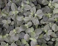 Фиттония – Fittonia