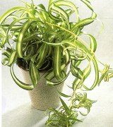 Хлорофитум—Chlorophytum