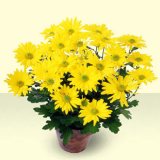 Хризантема – Chrysanthemum