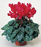 Цикламен (Дряква)—Cyclamen