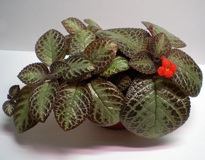 Эписция – Episcia