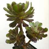 Эониум – Aeonium