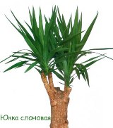 Юкка—Yucca