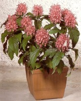 Якобиния (Юстиция)