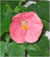 Абутилон (клен комнатный)