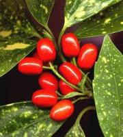 Аукуба (золотое дерево)