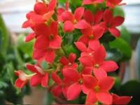 Бальзамин (импатиенс)