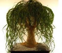 Бокарнея (нолина, боканерия)